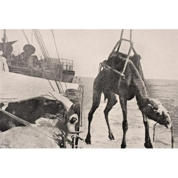 Posterazzi DPI1855307 Transfert de Chameau du Navire à la Terre dans le Golfe Persique 1915 de l'Affiche de Guerre, 18 x 12