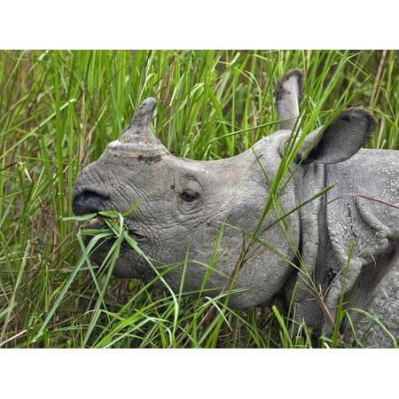 Great Indian One-Horned Rhino Feeds on Swamp Grass in Kaziranga National Park, World Heritage Site Print Wall Art By Nigel