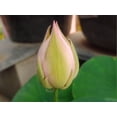 thumbnail image 2 of 5 Rare Seeds| Feathered Skirt Lotus Seeds - Indian Lotus (Nelumbo nucifera) Seeds - Flower Seeds - B3G1 #Q031, 2 of 5