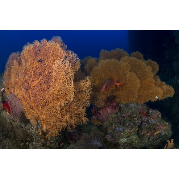 Poisson Écureuil sabre Rouge Se Cachant dans une Forêt d'Éventails de Mer Gorgones, Layang Layang, Îles Spratly, Impression d'Affiche de Malaisie (34 x 22)