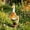04-9.84", variant on Win s Way Resin Porch Goose Statue Outdoor Yard Garden Decor Weather Resistant Farmhouse Vintage Style Porch Decor Multiple Designs Available