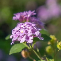 Set 2 Purple Lantana Plants Live, Live Lantana Plants for Gardens, 4-8 Inch