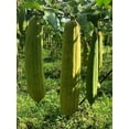 thumbnail image 6 of ZDM Natural Loofah Sponges Organic Luffa Bath Shower Sponge Exfoliating Body Back Scrubber for Men Women Adults SPA Beauty Bathing Daily Care - 4 PCS, 6 of 8