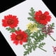 thumbnail image 4 of Hojas Secas das para Decoración de Tarjetas de Bricoje Artesanal de Joyería de Fundición de Resina rojo Baoblaze Flores secas prensadas naturales, 4 of 8