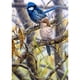 thumbnail image 1 of Taladro Pintura Diamante (DE4359) 5D DIY Loro Completo Punto de Cruz Conjunto de Mosaico (JH094) 40x50cm FLhrweasw Nuevo, 1 of 1
