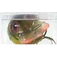 thumbnail image 4 of Storm Original Wiggle Wart 05 Crankbait Fishing Lure 2" 3/8oz Naturistic Green Crayfish, 4 of 4