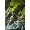 thumbnail image 2 of Rotenberg, Nancy 13x18 Gold Ornate Wood Framed with Double Matting Museum Art Print Titled - AK, Inside Passage Grizzly bear on boulders, 2 of 4