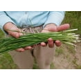 Seeds4planting Seeds Chives DHF10 Garlic Scapes Onion Heirloom