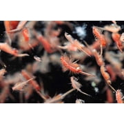 Brine Shrimp Artemia Eggs, Premium Grade 90% Hatch Rate from the Great Salt Lake, Utah, USA…2oz Bottle