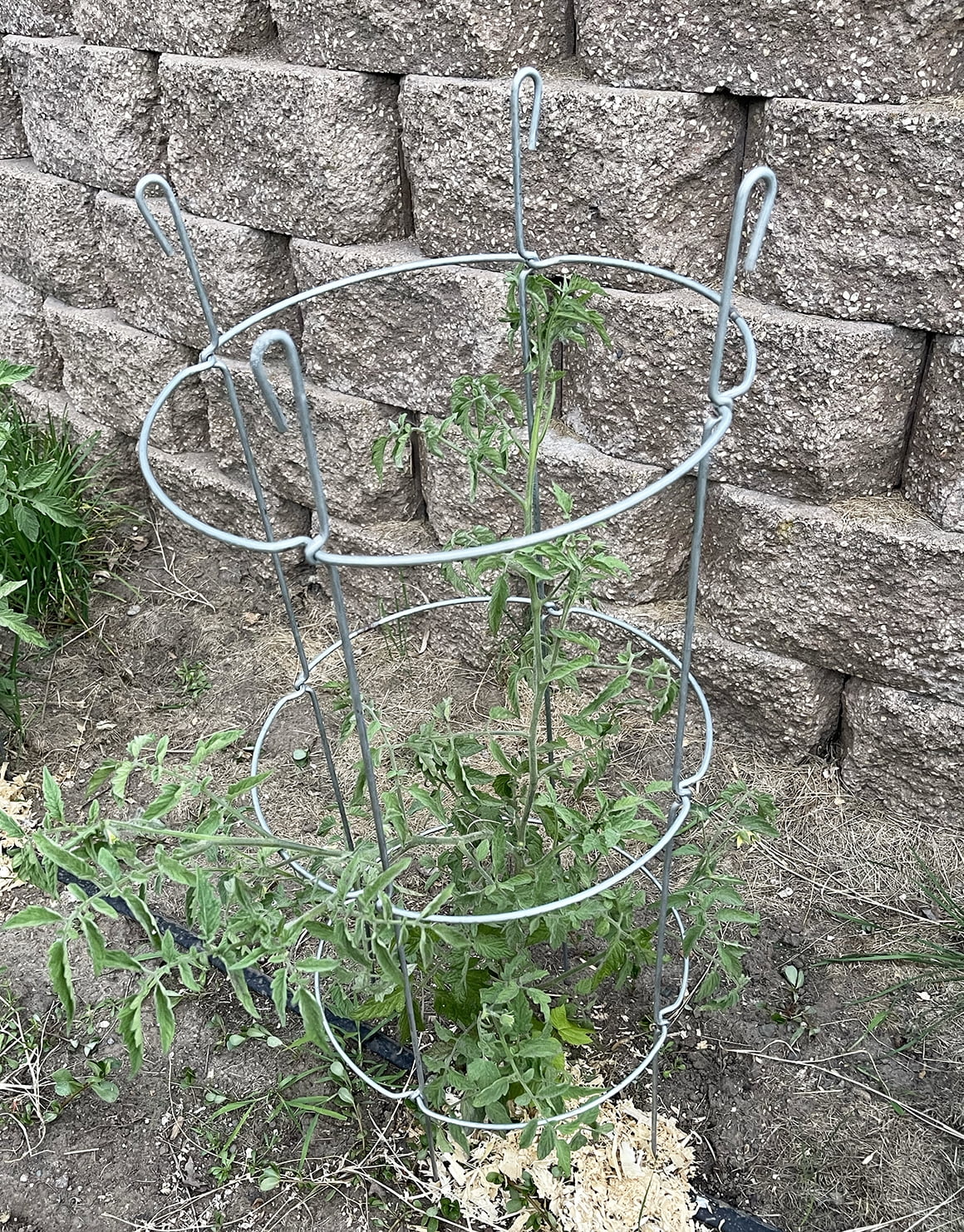 Glamos Wire 42 inch Heavy Duty Collapsible Plant Support 2-Pack