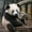 12x12 inch, variant on 5D Diamond Painting Kits for Adults Animal Theme Panda and Koala DIY Diamond Art for Adults Beginners Picture Art Crystal Painting for Home Wall Decor