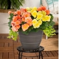 thumbnail image 4 of Better Homes & Gardens 2.5gal Multicolor Begonia Lysimachia Live Annual Plant in Decorative Pot Sun, 4 of 7