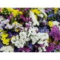 thumbnail image 3 of 50 Pacific Mix STATICE SINUATA Mixed Colors (Sea Lavender) Limonium Latifolia Flower Seeds, 3 of 11