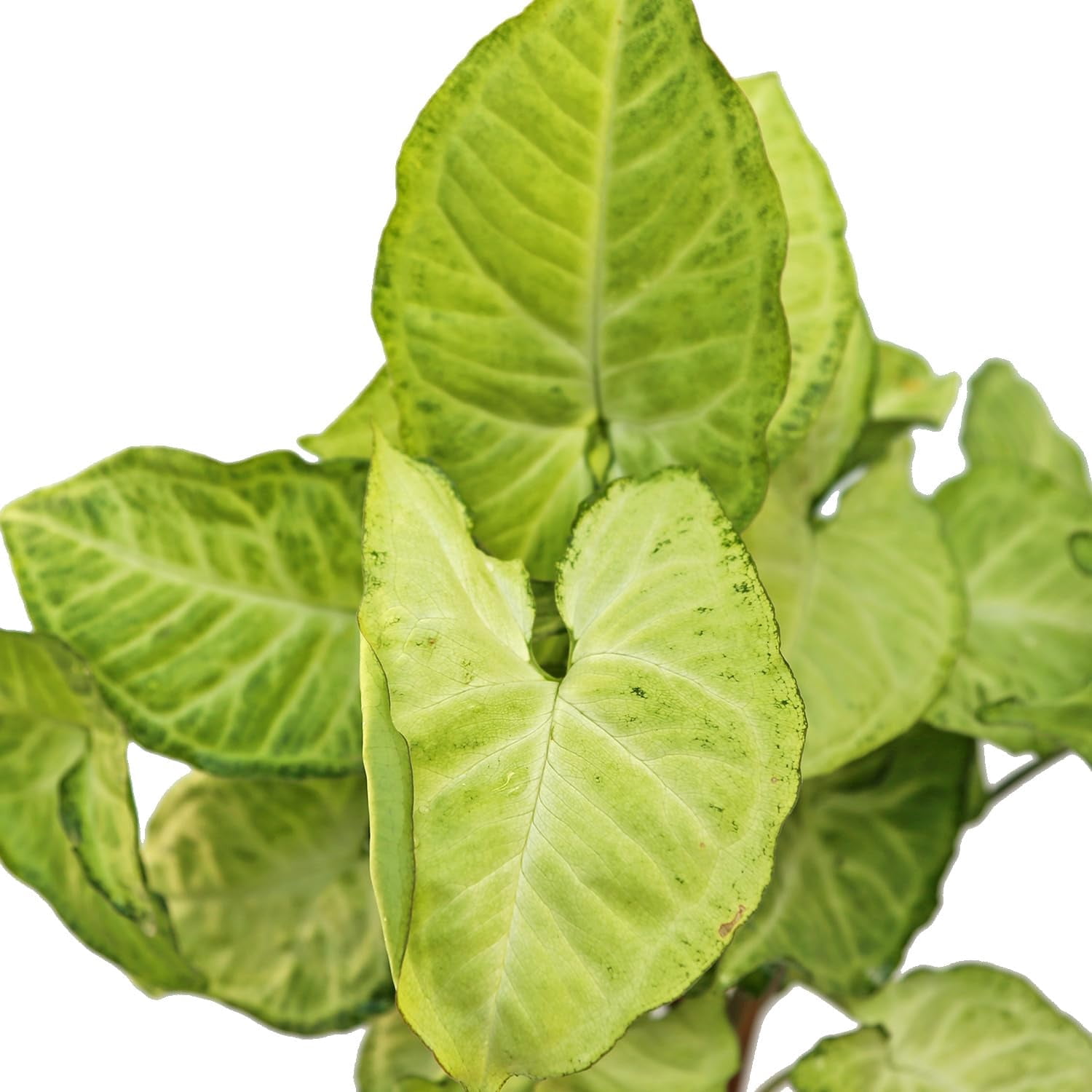 Live Combo Syngonium Arrowhead White Butterfly & Maria Allusion, Christmas Gift for Co-Worker, Housewarming Gift, Fully Rooted Indoor Plant, Healthy Houseplants in 4" Pots