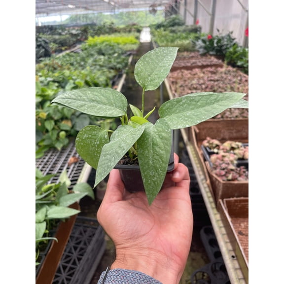 Pothos 'Cebu Blue', 3" Pot, Indoor Houseplant, Easy Care, Live Plant for Indoor & Outdoor