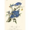 thumbnail image 3 of Audubon, John James 11x14 Black Modern Framed Museum Art Print Titled - Audubon Blue Jays, 3 of 5
