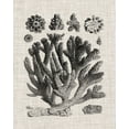 thumbnail image 2 of Vision Studio 20x24 Gold Ornate Wood Framed with Double Matting Museum Art Print Titled - Coral Specimen IV, 2 of 4