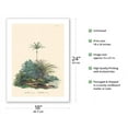 thumbnail image 2 of American Oil Palm (Elaeis oleifera) - Walking Palm (Socratea exorrhiza) - Vintage Botanical Illustration by Carl Friedrich Philipp von Martius c.1820s - Fine Art Matte Paper Print (Unframed) 18x24in, 2 of 4