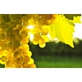thumbnail image 6 of 30 *Seeds WINE GRAPE Vitis Viniferia Domestic Mixed Colors Fruit Vine Seeds, 6 of 10
