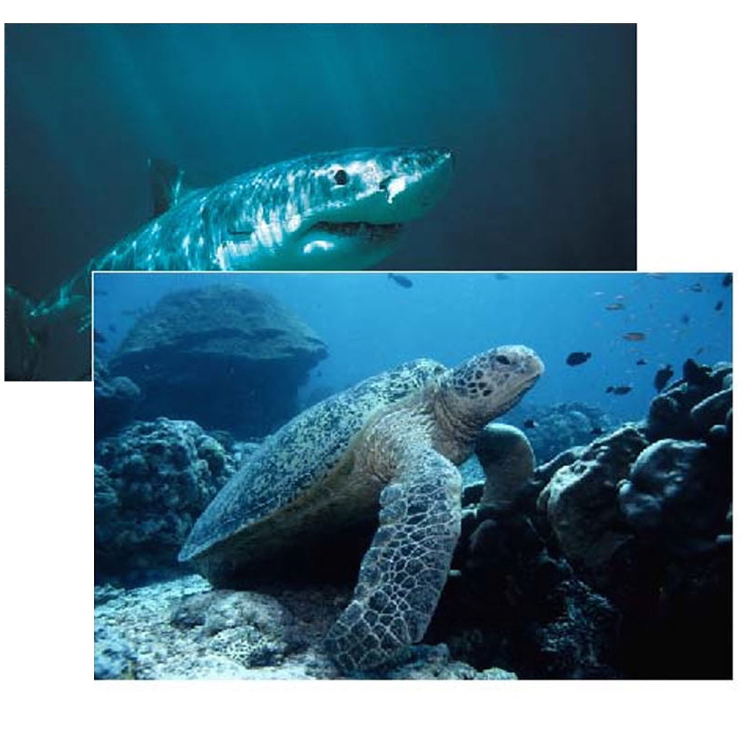 Stages Learning Materials Sea Life Poster Set, Set of 14