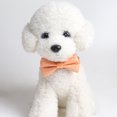 thumbnail image 5 of Universal Dog Collar - Comfortable Bowknot Pet Collar with Shiny Fabric for Puppy Elegance, 5 of 8