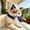 Blue, variant on Summer Pet Dog Apparel & Accessories, Soft Breathable Cooling Accessories for Dogs, Cat Clothesa for Outdoor Walking Blue Light Blue Pink