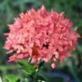 thumbnail image 3 of Premium Ixora Plant Soil Mix by Gardenera Labs - Stimulate Growth and Elevate Colorful Blooms with Nourishing Formula - 5 Quart, 3 of 3