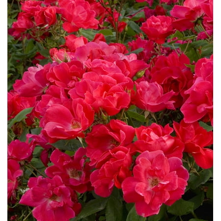Red Knock Out® Rose Bush - Everblooming/Disease Resistant - 4