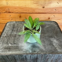 Hoya Gracilis, 2" Plant, The Plant Farm