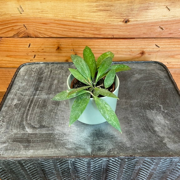 Hoya Gracilis, 2" Plant, The Plant Farm