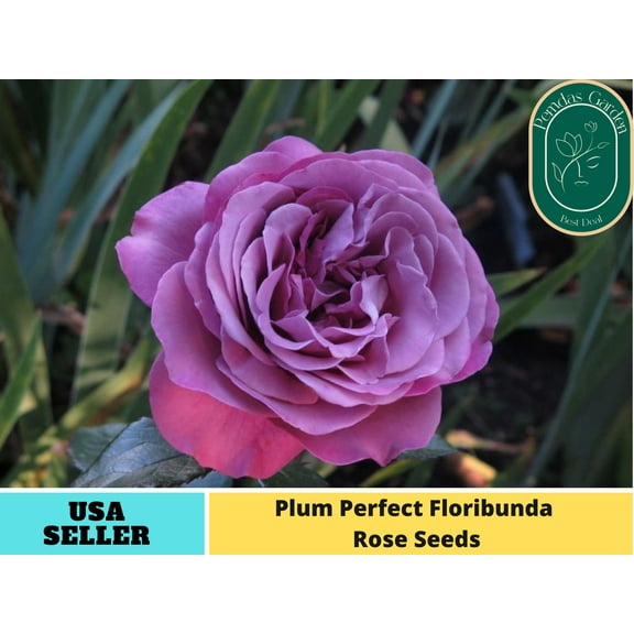 32  Seeds| Plum Perfect Floribunda Rose Seeds - Authentic Seeds - Perennial~ GMO Free ~Flower seeds~ ~ Asian Garden~ Herbs B5G1#1031