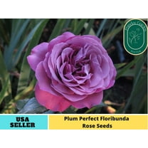 32 Seeds| Plum Perfect Floribunda Rose Seeds - Authentic Seeds - Perennial~ GMO Free ~Flower seeds~ ~ Asian Garden~ Herbs B5G1#1031