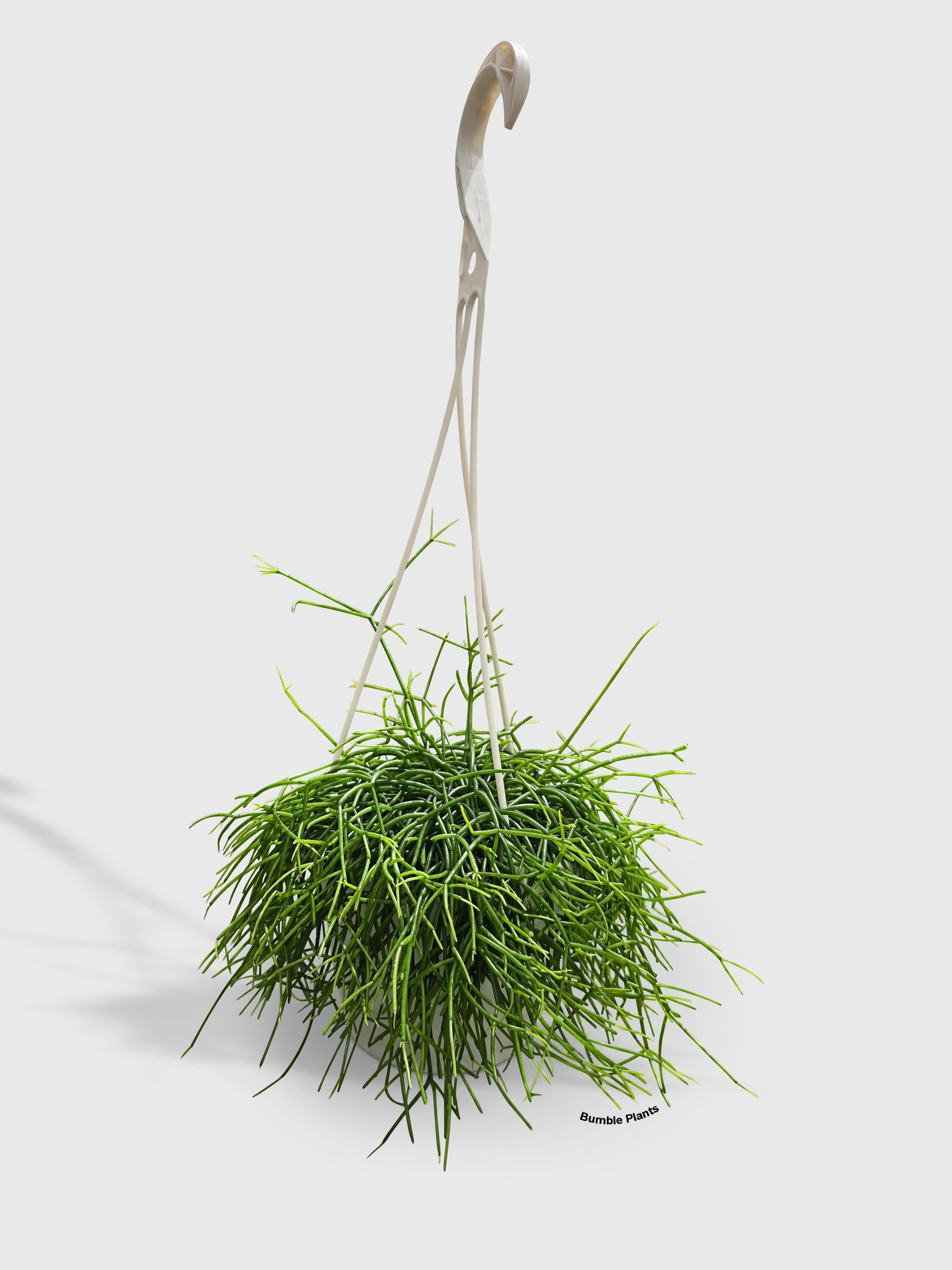 Rhipsalis Cashero Mistletoe Cactus - Live Air-Purifying Indoor Plant in Nursery Pot – Easy Care, Low Maintenance Houseplant for Home & Office Decor, Natural Air Cleaner, Best for Beginners (Small)
