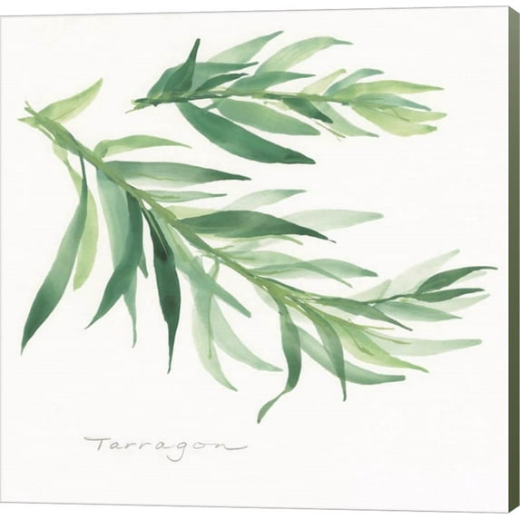 Tarragon II by Chris Paschke, Canvas Wall Art