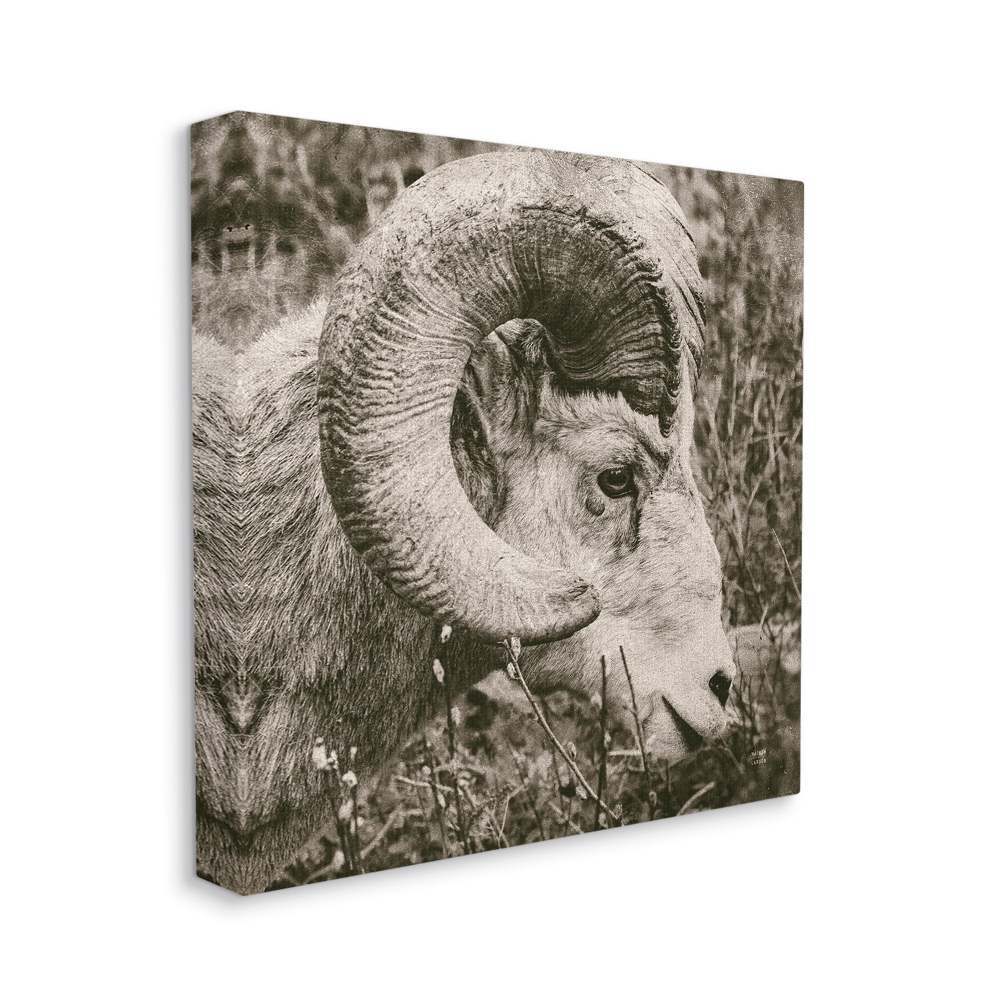 Stupell Industries Ram Horn Portrait Animals & Insects Photography Gallery Wrapped Canvas Print Wall Art, 24 x 24