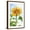Brown Frame, variant on Art.com Sunflower, Community Garden, Moses Lake, Wa, USA Photographic Print by Stuart Westmorland, 12" x 18"