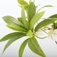 thumbnail image 3 of Vegetacia Artificial, Plástico de Tela de Vegetación Falsa y Alambre de Hierro Hainan Elaeocarpus para Boda, 3 of 7