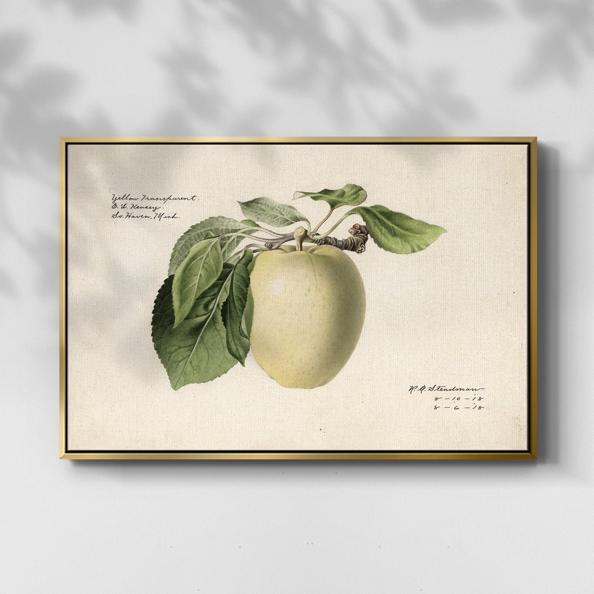 Vintage Botanical Print-XLV By Wexford Home Framed in Gold Wood Gallery Wrapped Canvas 17 in. x 25 in.
