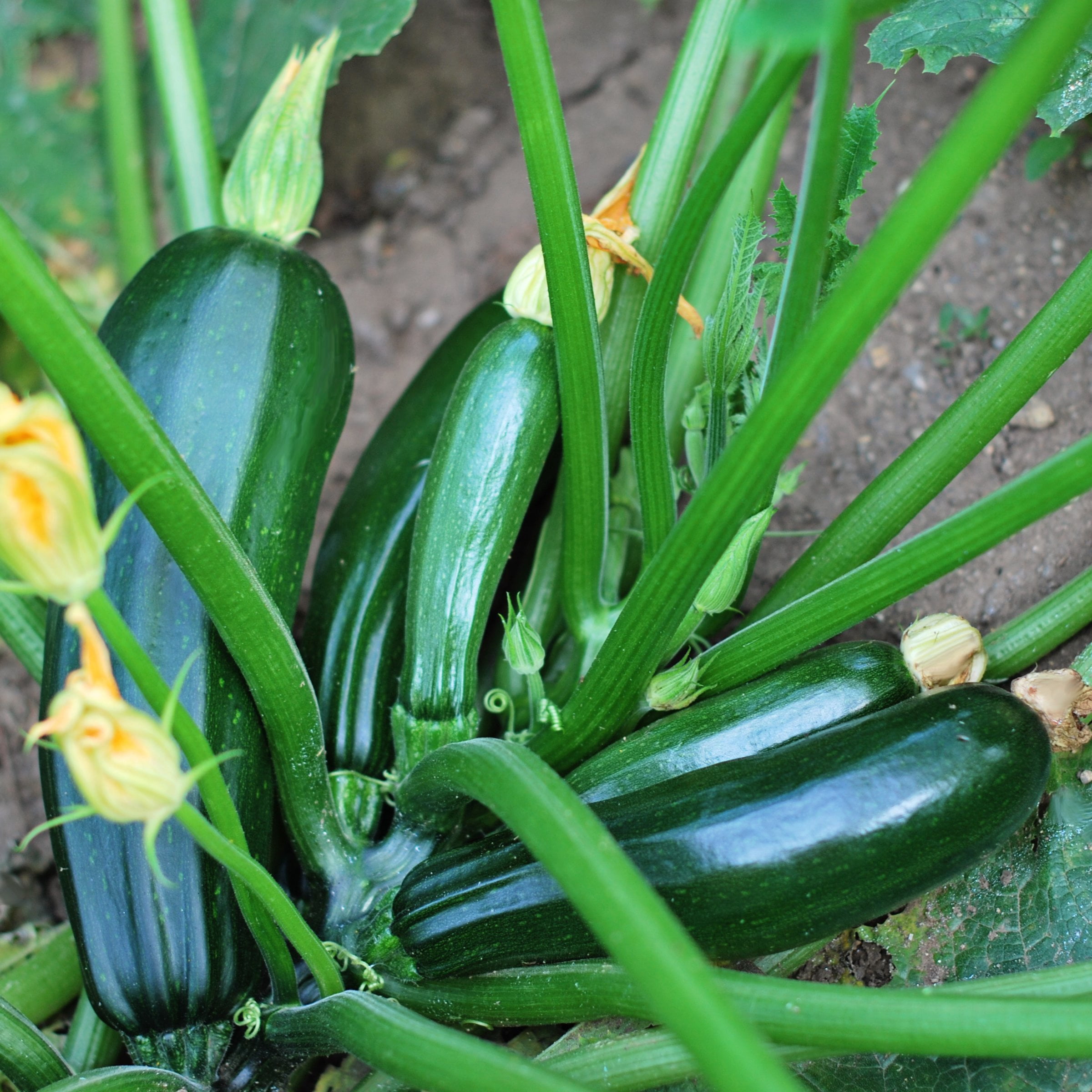 2.5 in. Live Vegetable Black Beauty Zuchinni Plant (3-Pack)