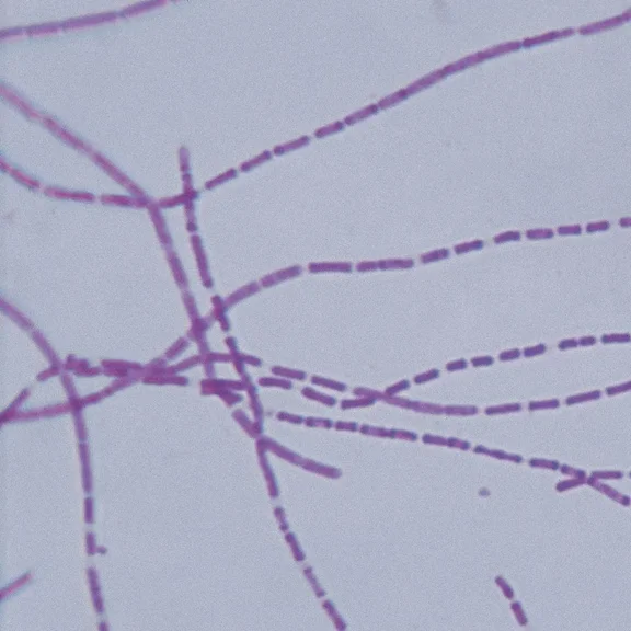 Bacterial Pathogens Microscope Slide Set, Reference Set Of 12 Slides