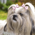 thumbnail image 4 of Lazos para el pelo para perros pequeños y bonitos, lazo pequeño con bandas de goma, productos para el cuidado de mascotas, lazos para el pelo, accesorios para el cabello, 4 of 5