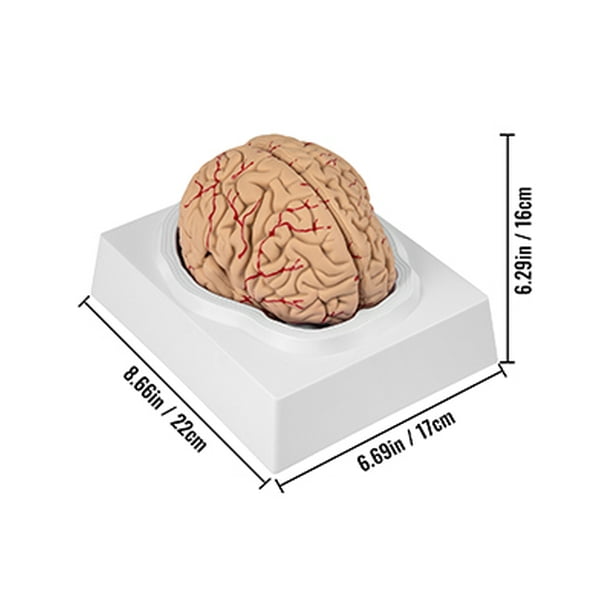 VEVOR Human Brain Model Anatomy 9-Part Model of Brain Life Size Human Brain  Anatomical Model W/Display Base & Color-Coded Artery Brain Teaching
