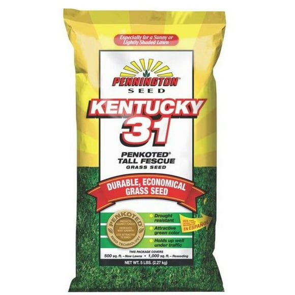 Kentucky 31 Tall Fescue Grass Seed
