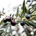 thumbnail image 4 of Brighter Blooms - Arbequina Olive Tree, 3-4 ft. - No Shipping to AK, AZ, HI, 4 of 4