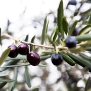Brighter Blooms - Arbequina Olive Tree, 2-3 ft. - No Shipping to AK, AZ, HI
