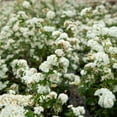 thumbnail image 4 of Expert Gardener Reeves Bridal Wreath Spirea Bush (2.5 Gallon) White Blooming Deciduous Shrub - Full Sun Live Plant, 4 of 7