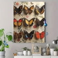 thumbnail image 4 of Qisvanset 12x16 Inch 2D Flat Framed Canvas Art, Vintage Botanical Moth Insect Tree Rustic Antique Farmhouse Wall Art, 4 of 5