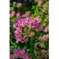 thumbnail image 2 of Engelbrecht, Lisa S. 13x18 White Modern Wood Framed Museum Art Print Titled - Bougainvillea, 2 of 4
