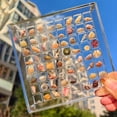 thumbnail image 1 of Magnetic Seashell Storage Box Transparent Acrylic Display Case Stackable Organizer with Multiple Compartments for Small Craft Trinket Starfish Conch Beads Jewelry Art Supplies, 1 of 8