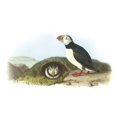 thumbnail image 2 of CafePress - Atlantic Puffin - Rectangle Magnet, 2"x3" Refrigerator Magnet, 2 of 2